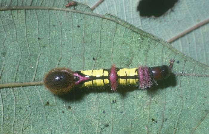 Figura 2. Posición dorsal de <i>Truncaptera gigantea</i></i> (Notodontidae), en último estadio mide 32 mm, planta hospedera <i>Coussapoa nymphaeifolia</i></i> (Urticaceae), Estación Caribe. Voucher: 04-SRNP-3015-DHJ84507