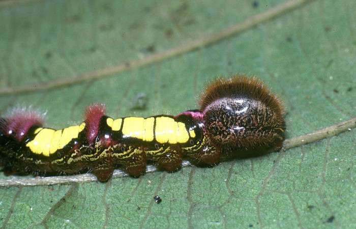 Figura 3. Posicion lateral derecho cola de <i>Truncaptera gigantea</i></i> (Notodontidae), en último estadio mide 32 mm, planta hospedera <i>Coussapoa nymphaeifolia</i></i> (Urticaceae), Estación Caribe. Voucher. 04-SRNP-3015-DHJ84508.