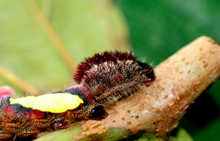 Figura 6. Posicion de lateral, mostrando los espiraculos rojos en la parte trasera <i>Truncaptera gigantea</i></i> (Notodontidae), en último estadio mide 32 mm, planta hospedera <i>Coussapoa nymphaeifolia</i></i> (Urticaceae), Estación Caribe. Voucher, 06-SRNP-413- DHJ415625.