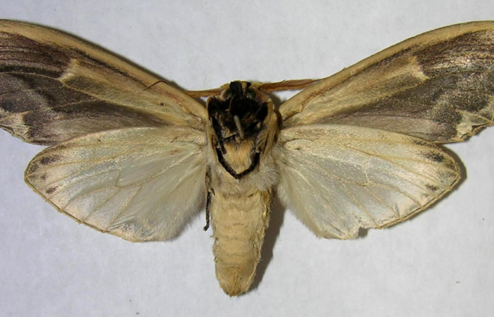 Figura 15. Posicion Ventral del Adulto de, <i>Truncaptera gigantea</i></i> (Notodontidae) Voucher, 06-SRNP-8728-DHJ361789.