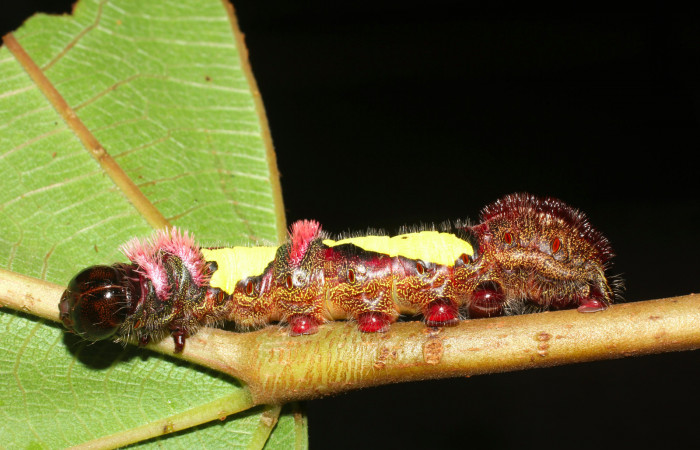Figura 7. Posicion de lateral, mostrando los espiráculos rojos de <i>Truncaptera gigantea</i></i> (Notodontidae) planta hospedera <i>Coussapoa nymphaeifolia</i></i> (Urticaceae), Estación Caribe. Voucher,17-SRNP-1467-DHJ704580.