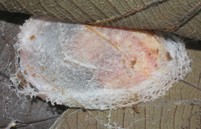 Figura 11.Prepupa de, <i>Truncaptera gigantea</i></i> (Notodontidae) planta hospedera <i>Coussapoa nymphaeifolia</i></i> (Urticaceae), Voucher, 17-SRNP-1467-DHJ704663.