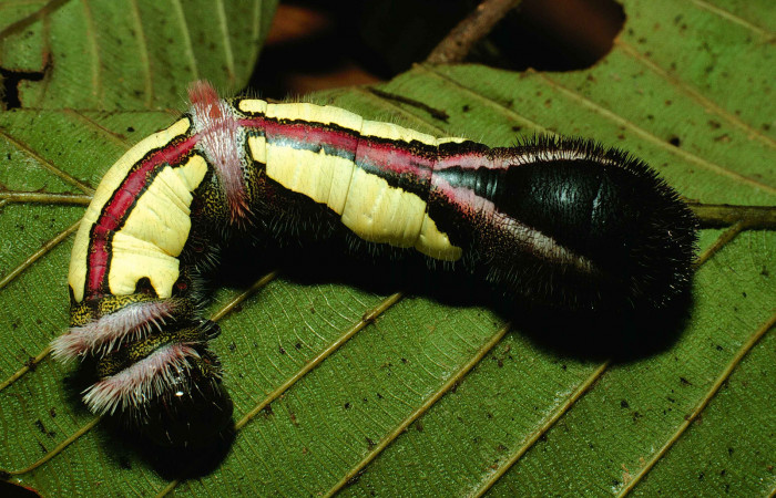 Figura 8. Posicion dorsal, mostrando la línea roja de <i>Truncaptera gigantea</i></i> (Notodontidae) planta hospedera <i>Coussapoa nymphaeifolia</i></i> (Urticaceae), Estación Caribe. Voucher, 99-SRNP-12510-DHJ51824