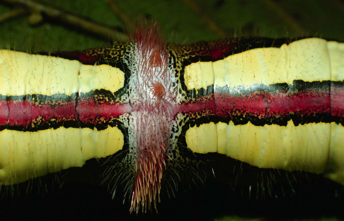 Figura 9. Posicion dorsal, mostrando sus colores muy llamativos de <i>Truncaptera gigantea</i></i> (Notodontidae) planta hospedera <i>Coussapoa nymphaeifolia</i></i> (Urticaceae), Estación Caribe. Voucher, 99-SRNP-12510-DHJ51836.