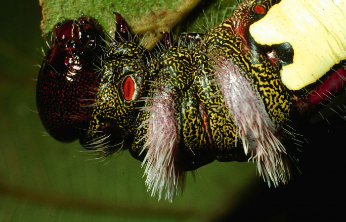 Figura 10. Posicion de cabeza, mostrando los espiraculos rojos y manchas de color blanco de, <i>Truncaptera gigantea</i></i> (Notodontidae) planta hospedera <i>Coussapoa nymphaeifolia</i></i> (Urticaceae), Voucher, 99-SRNP-12510-DHJ51837.