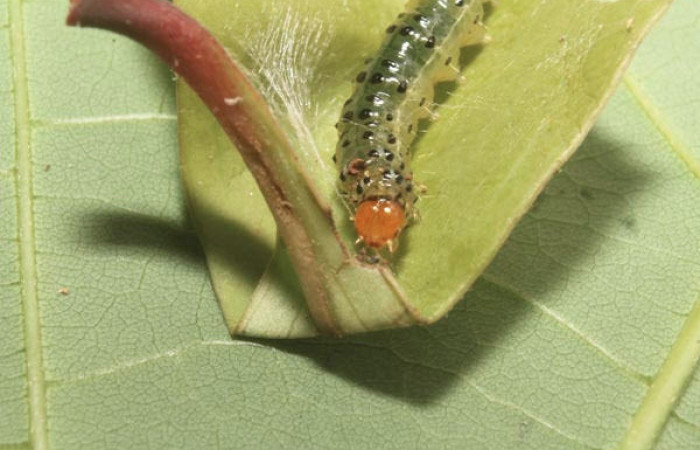 Fig.10 Vista Frontal, <i>Spilomela</i></i> personalisDHJ04 (Crambidae), se colectó 22 marzo 2014, Sector Rincon Rain Forest, Quebrada Bambu, 109mts. (14-SRNP-75758-DHJ716142.jpg).