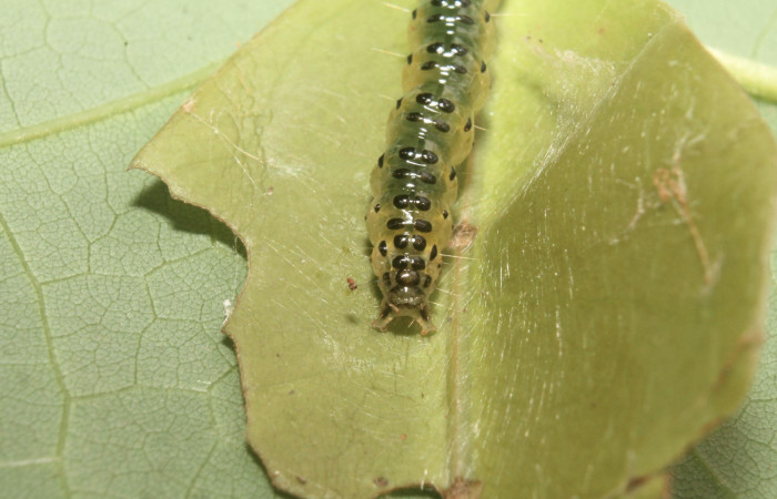 Fig.11 Vista tracera, <i>Spilomela</i></i> personalisDHJ04 (Crambidae), se colectó 22 marzo 2014, Sector Rincon Rain Forest, Quebrada Bambu, 109mts. (14-SRNP-75758-DHJ716143.jpg).