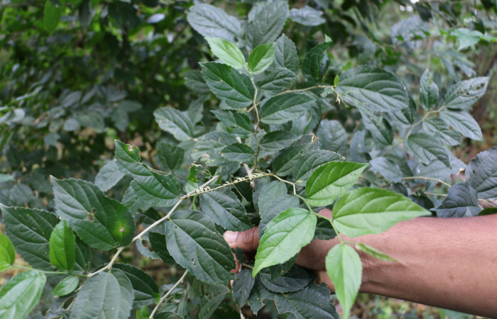 Fig.12 Planta <i> Celtis iguanaea</i></i>,(Ulmaceae), hospedera  <i> Spilomela pantheralis</i></i> (Crambidae), Sector Mundo Nuevo, Quebrada Tibio, Foto,  Elieth Cantillano 12 Noviembre 2020.
