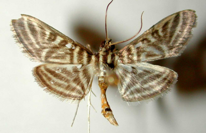 Fig.1 Vista dorsal macho <i>Spilomela pantheralis</i></i> (Crambidae), eclosionó 05 agosto 20o1, Sector San Cristobal, Quebrada Cementerio,700mts. (01-SRNP-2567-DHJ33524.jpg).