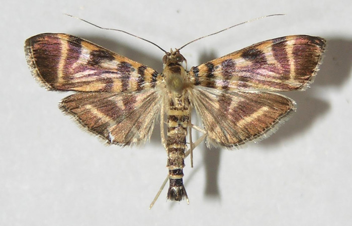 Fig.3 Vista dorsal, <i>Spilomela</i></i> personalisDHJ04 (Crambidae), eclosionó 02 febrero 2010, Sector El Hacha  Piedra Duende,450mts. (10-SRNP-20108-DHJ525338.jpg).