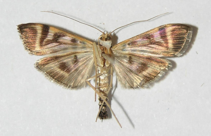 Fig.4 Vista dorsal, <i>Spilomela</i></i> personalisDHJ04 (Crambidae), eclosionó 02 febrero 2010, Sector El Hacha  Piedra Duende,450mts. (10-SRNP-20108-DHJ525339.jpg).