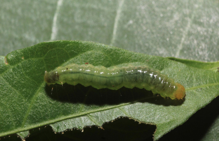 Fig.5 Vista dorsal, <i>Spilomela pantheralis</i></i> (Crambidae), se colectó 02 junio 2014, Sector pitilla, Medrano, 380mts. (14-SRNP-70951-DHJ722987.jpg).