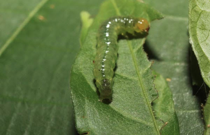 Fig.6 Vista tracera, <i>Spilomela pantheralis</i></i> (Crambidae), se colectó 02 junio 2014, Sector pitilla, Medrano, 380mts. (14-SRNP-70951-DHJ722985.jpg).