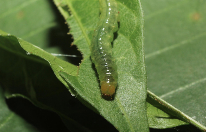 Fig. 7 Vista frontal, <i>Spilomela pantheralis</i></i> (Crambidae), se colectó 02 junio 2014, Sector pitilla, Medrano, 380mts. (14-SRNP-70951-DHJ722984.jpg).