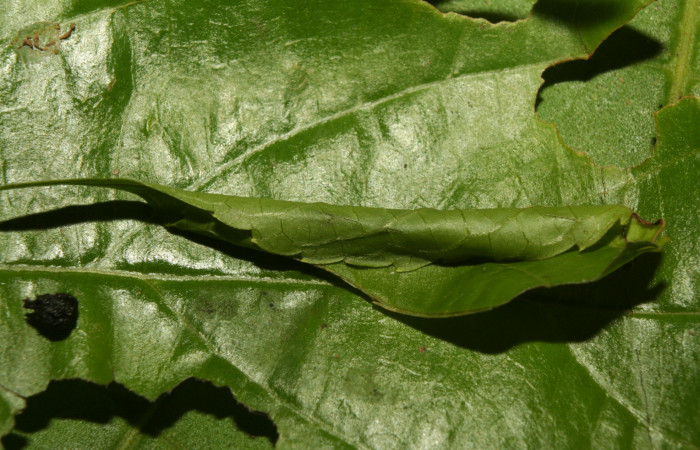 Fig.8 Observamos lacasita, <i>Spilomela pantheralis</i></i> (Crambidae), se colectó 22 junio 2013, Sector pitilla, Medrano, 380mts. (13-SRNP-70968-DHJ702596.jpg).