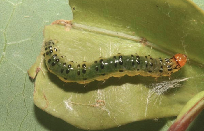 Fig.9 Vista lateral, <i>Spilomela</i></i> personalisDHJ04 (Crambidae), se colectó 22 marzo 2014, Sector Rincon Rain Forest, Quebrada Bambu, 109mts. (14-SRNP-75758-DHJ716140.jpg).