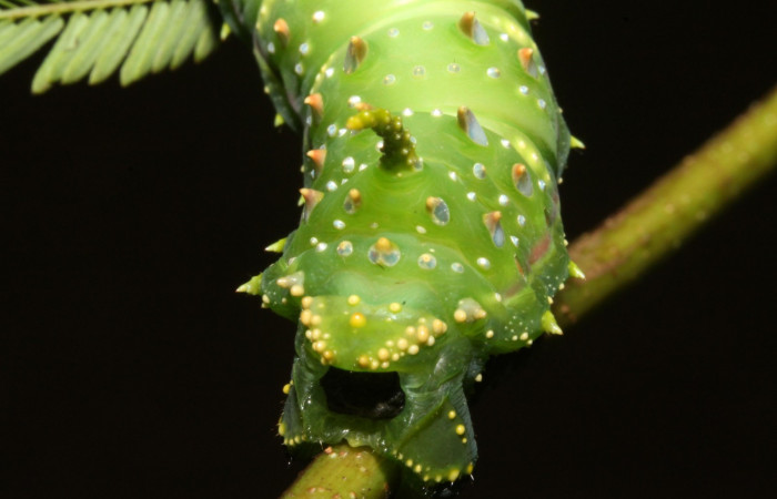 Figura 10. Larva en ultimo estadio <i>Syssphinx quadrilineata</i></i> (Saturniidae) posición cola desprendiendo un estiércol alimentándose en <i>Calliandra calothyrsus</i></i> (Fabaceae) (13-SRNP-42918-DHJ708171.JPG) 12 Agosto 2013, Camino Rio Negro  (elevación 373 metros) margen del camino).