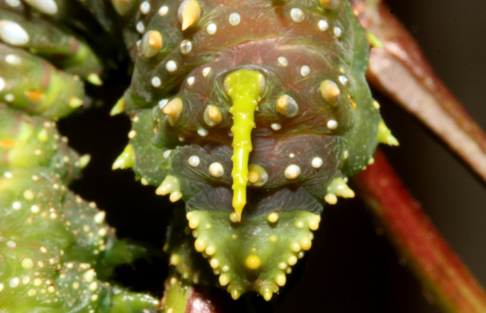 Figura 12. Larva en Prepupa <i>Syssphinx quadrilineata</i></i> (Saturniidae) posición cola en este estadio no se alimenta  (13-SRNP-42918-DHJ708198.JPG) 15 Agosto 2013, Camino Rio Negro  (elevación 373 metros) margen del camino).