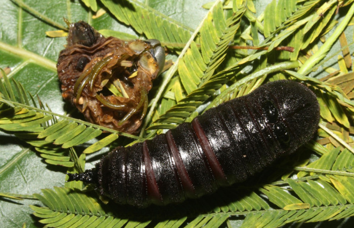 Figura 13. Larva en Pupa <i>Syssphinx quadrilineata</i></i> (Saturniidae) posición normal en este estadio se prepara para convertirse en mariposa  (13-SRNP-42918-DHJ708201.JPG) 15 Agosto 2013, Camino Rio Negro  (elevación 373 metros) margen del camino).