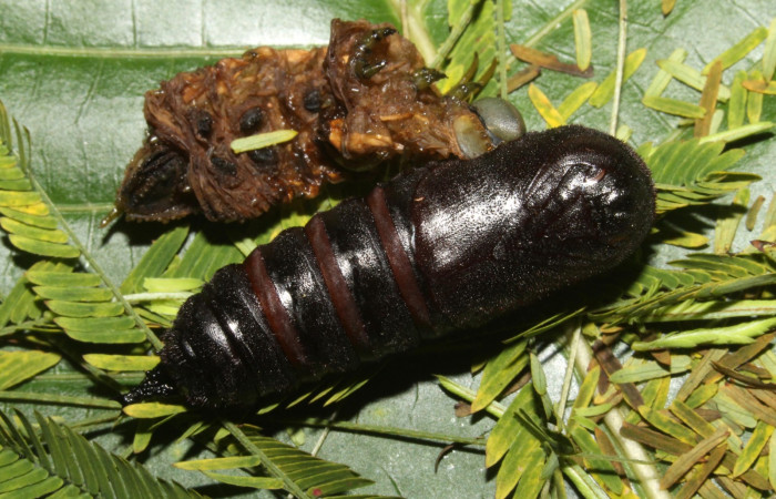 Figura 14. Larva en Pupa <i>Syssphinx quadrilineata</i></i> (Saturniidae) en este estadio se prepara para convertirse en mariposa  (13-SRNP-42918-DHJ708203.JPG) 15 Agosto 2013, Camino Rio Negro  (elevación 373 metros) margen del camino).