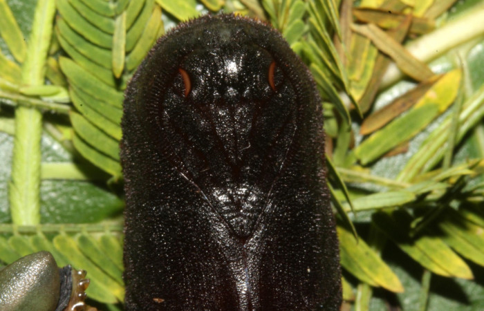 Figura 15. Larva en Pupa <i>Syssphinx quadrilineata</i></i> (Saturniidae) posición carita en este estadio en este estadio se prepara para convertirse en mariposa(13-SRNP-42918-DHJ708205.JPG) 15 Agosto 2013, Camino Rio Negro  (elevación 373 metros) margen del camino).