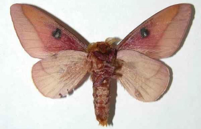 Figura 16. Adulto de <i>Syssphinx quadrilineata</i></i> Saturniidae (macho), (07-SRNP-40738-DHJ380149).