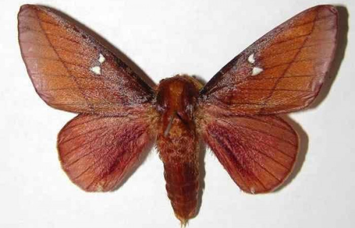 Figura 17. Adulto de <i>Syssphinx quadrilineata</i></i> Saturniidae (hembra), (07-SRNP-40739-DHJ380146)