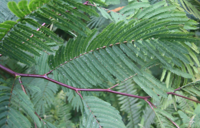 Figura 18. Planta hospedera de <i>Syssphinx quadrilineata</i></i> <i>Calliandra calothyrsus</i></i> (Fabaceae).