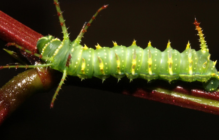 Figura 2. Larva en tercer estadio <i>Syssphinx quadrilineata</i></i> (Saturniidae) posición dorsal alimentándose en <i>Calliandra calothyrsus</i></i> (Fabaceae) (13-SRNP-42918-DHJ708119.JPG) 31 Julio 2013, Camino Rio Negro  (elevación 373 metros) margen del camino).