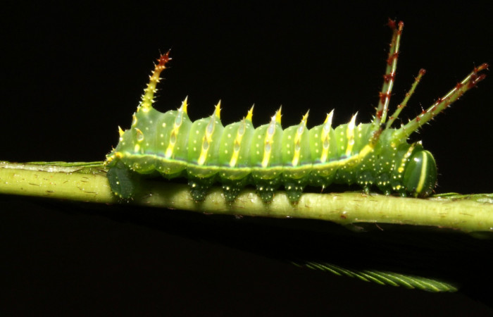 Figura 3. Larva en tercer estadio <i>Syssphinx quadrilineata</i></i> (Saturniidae) posición lateral alimentándose en <i>Calliandra calothyrsus</i></i> (Fabaceae) (13-SRNP-42918-DHJ708120.JPG) 31 Julio 2013, Camino Rio Negro  (elevación 373 metros) margen del camino).
