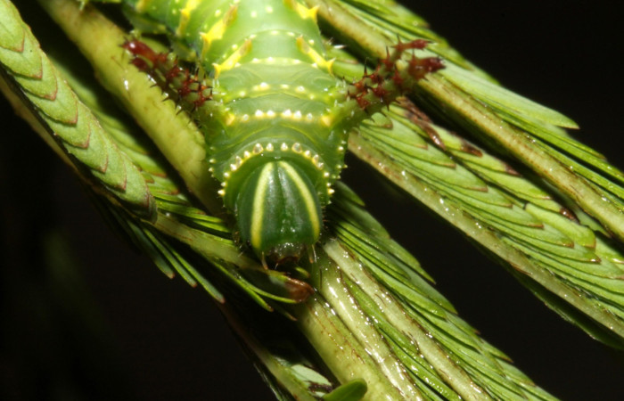Figura 4. Larva en tercer estadio <i>Syssphinx quadrilineata</i></i> (Saturniidae) posición cabeza alimentándose en <i>Calliandra calothyrsus</i></i> (Fabaceae) (13-SRNP-42918-DHJ708123.JPG) 31 Julio 2013, Camino Rio Negro  (elevación 373 metros) margen del camino).