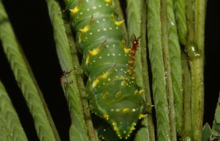 Figura 5. Larva en tercer estadio <i>Syssphinx quadrilineata</i></i> (Saturniidae) posición cola alimentándose en <i>Calliandra calothyrsus</i></i> (Fabaceae) (13-SRNP-42918-DHJ708124.JPG) 31 Julio 2013, Camino Rio Negro  (elevación 373 metros) margen del camino).