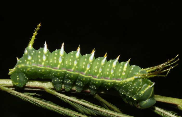 Figura 6. Larva en cuarto estadio <i>Syssphinx quadrilineata</i></i> (Saturniidae) alimentándose en <i>Calliandra calothyrsus</i></i> (Fabaceae) (13-SRNP-42918-DHJ708138.JPG) 6 Agosto 2013, Camino Rio Negro  (elevación 373 metros) margen del camino).
