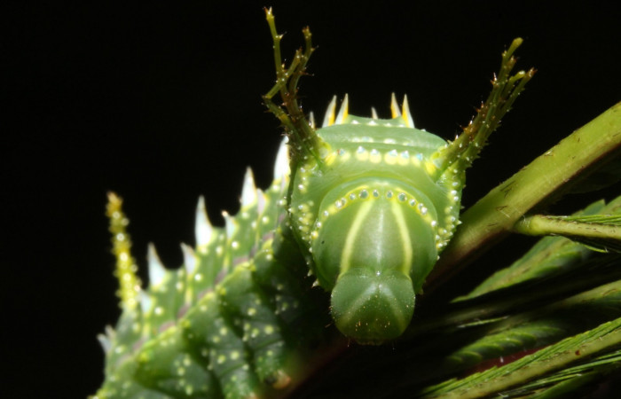 Figura 7. Larva en cuarto estadio <i>Syssphinx quadrilineata</i></i> (Saturniidae) posición cabeza alimentándose en <i>Calliandra calothyrsus</i></i> (Fabaceae) (13-SRNP-42918-DHJ708140.JPG) 6 Agosto 2013, Camino Rio Negro  (elevación 373 metros) margen del camino).
