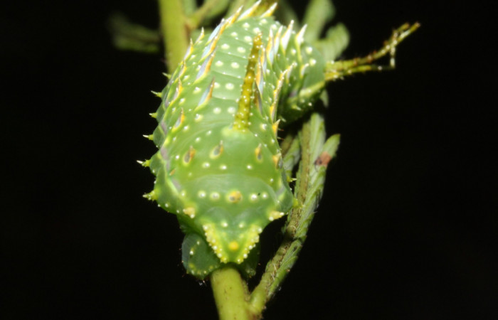Figura 8. Larva en cuarto estadio <i>Syssphinx quadrilineata</i></i> (Saturniidae) posición cola alimentándose en <i>Calliandra calothyrsus</i></i> (Fabaceae) (13-SRNP-42918-DHJ708141.JPG) 6 Agosto 2013, Camino Rio Negro  (elevación 373 metros) margen del camino).