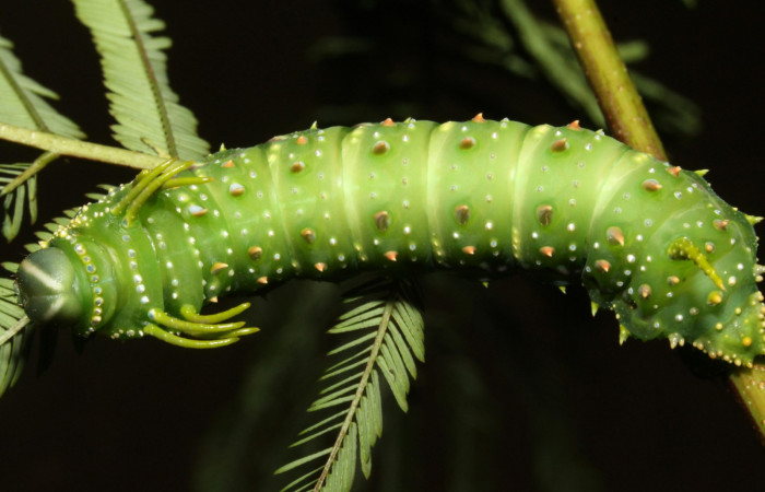 Figura 9.  Larva en ultimo estadio <i>Syssphinx quadrilineata</i></i> (Saturniidae) posición dorsal alimentándose en <i>Calliandra calothyrsus</i></i> (Fabaceae) (13-SRNP-42918-DHJ708169.JPG) 12 Agosto 2013, Camino Rio Negro  (elevación 373 metros) margen del camino).