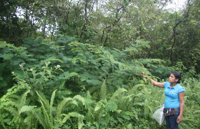 Figura 1. Camino Rio Negro, Sector Estación Caribe, Area de Conservación Guanacaste (elevación 373 metros) en margen de camino 31Julio 2013 lugar donde fue colectada la larva <i>Syssphinx quadrilineata</i></i> (Saturniidae) (13 SRNP- 42918).