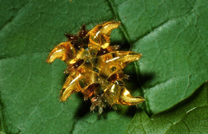 Figura 12. Larva <i>Vipsophobetron marisa</i></i> (Limacodidae), último estadío (U) vista dorsal, localidad Cafetal, Sector Santa Rosa ACG (280m). Voucher: 01-SRNP-15801-DHJ60541.jpg.