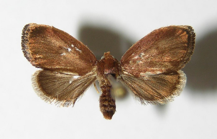 Figura 7. Adulto de <i>Vipsophobetron davisi</i></i> (Limacodidae), vista dorsal, localidad Río Blanco Abajo Sector San Cristóbal ACG (500m). Voucher: 05-SRNP-7122-DHJ336626.jpg.