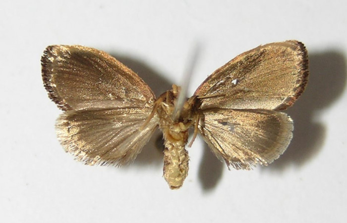 Figura 8. Adulto de <i>Vipsophobetron davisi</i></i> (Limacodidae), vista ventral, localidad Río Blanco Abajo Sector San Cristóbal ACG (500m). Voucher: 05-SRNP-7122-DHJ336627.jpg.