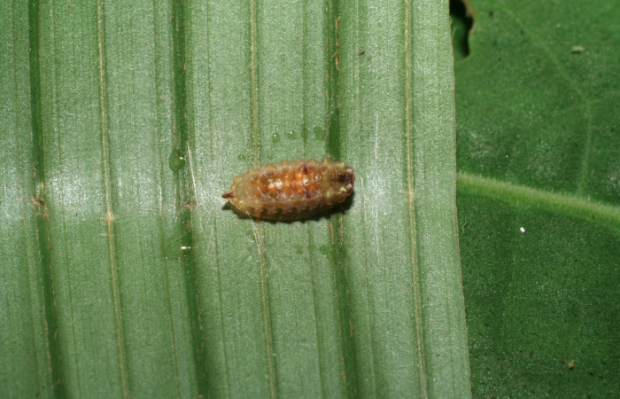 Figura 5. Prepupa de <i>Vipsophobetron davisi</i></i> (Limacodidae), vista dorsal, localidad Sendero Laguna Sector Pitilla ACG (680m). Voucher: 06-SRNP-32875-DHJ415970.jpg.