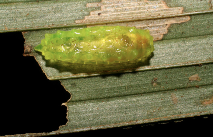Figura 4. Larva <i>Vipsophobetron davisi</i></i> (Limacodidae), último estadío (U) vista dorsal, localidad Sendero Laguna Sector Pitilla ACG (680m). Voucher: 06-SRNP-33668-DHJ416232.jpg.