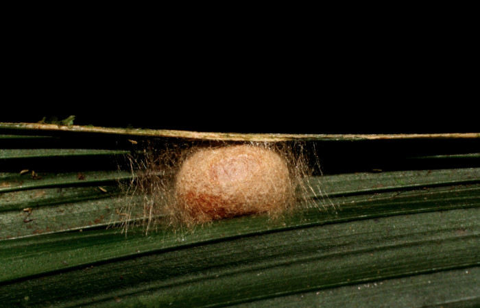Figura 6. Capullo de <i>Vipsophobetron davisi</i></i> (Limacodidae), vista lateral, localidad Sendero Laguna Sector Pitilla ACG (680m). Voucher: 06-SRNP-33801-DHJ416400.jpg.