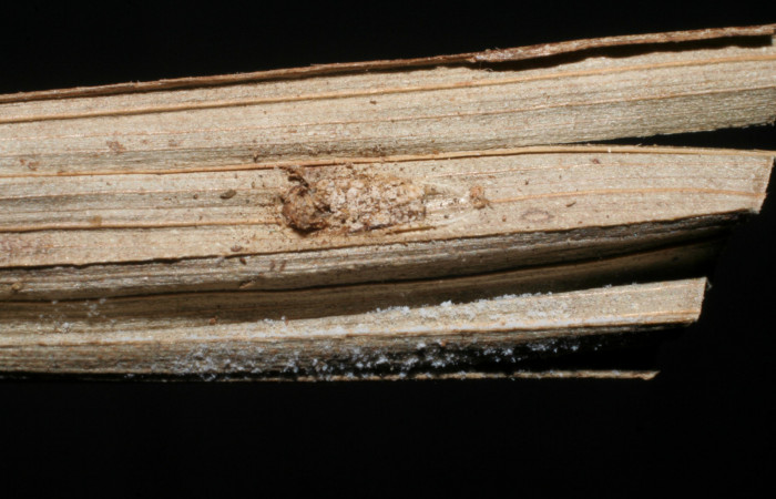 Figura 11. Restos de parásito <i>Fornicia</i></i> Janzen02 (Braconidae) que ataca <i>Vipsophobetron davisi</i></i> (Limacodidae), localidad Sendero Laguna Sector Pitilla ACG (680m). Voucher: 06-SRNP-33909-DHJ436578.jpg.