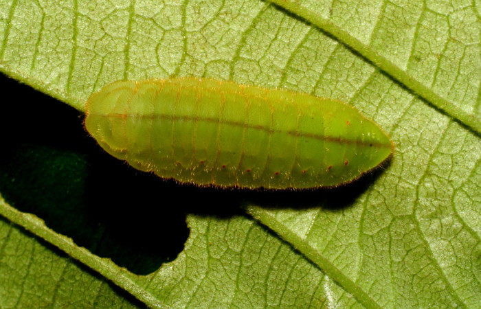Figura 14. Larva <i>Pseudolycaena damo</i></i> (Lycaenidae), último estadío (U) vista dorsal, localidad Pasmompa, Sector Pitilla ACG (440m). Voucher: 07-SRNP-34311-DHJ434704.jpg.