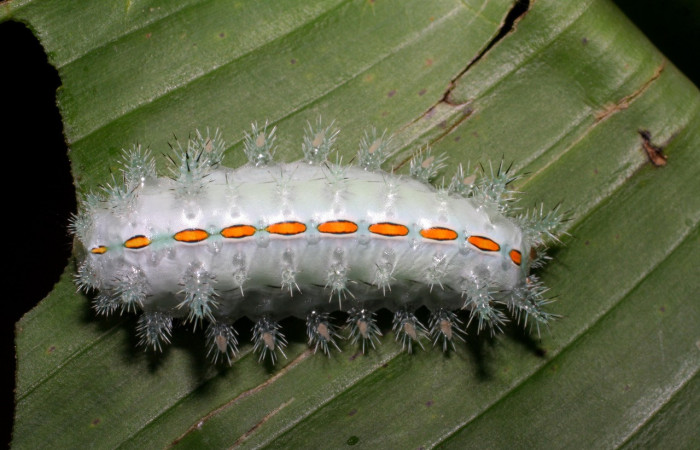 Figura 16. Larva <i>Euclea bidiscalis</i></i> (Limacodidae), último estadío (U) vista dorsal, localidad Río Blanco Abajo, Sector San Cristóbal ACG (500m). Voucher: 07-SRNP-972-DHJ419395.jpg.