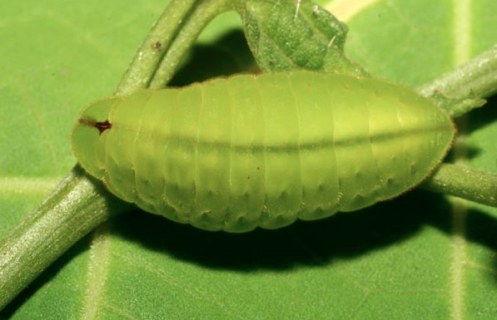 Figura 15. Larva <i>Arcas cypria</i></i> (Lycaenidae), último estadío (U) vista dorsal, localidad Amonias, Sector Pitilla ACG (390m). Voucher: 08-SRNP-31986-DHJ440818.jpg.