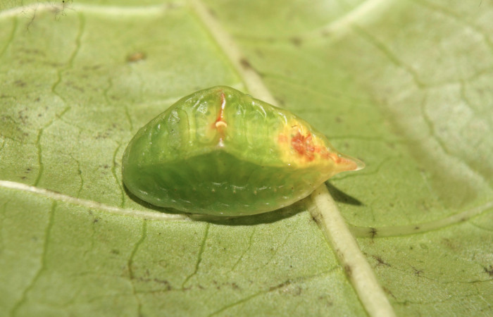 Figura 17. Larva <i>Semyra finita</i></i> (Limacodidae), penúltimo estadío (PU) vista dorsal, localidad Calma Estación Biológica Quica, Sector Pitilla ACG (412m). Voucher: 13-SRNP-71608-DHJ703267.jpg.