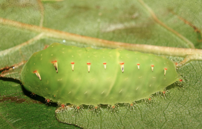 Figura 18. Larva <i>Natada lalogamezi</i></i> (Limacodidae), penúltimo estadío (PU) vista lateral, localidad Medrano Estación Biológica Quica, Sector Pitilla ACG (380m). Voucher: 13-SRNP-71901-DHJ703605.jpg.