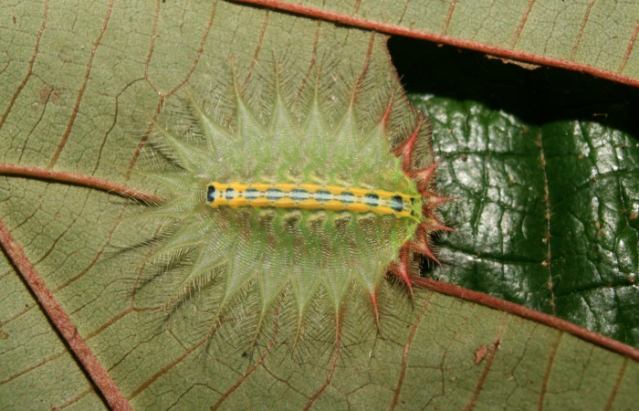 Figura 19. Larva <i>Isa diana</i></i> (Limacodidae), penúltimo estadío (PU) vista dorsal, localidad Calma Estación Biológica Quica, Sector Pitilla ACG (412m). Voucher: 14-SRNP-70574-DHJ722362.jpg.
